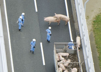 И в последнем пути может быть остановка: в Японии свиньи, которых везли на бойню, благодаря ДТП смогли еще 5 часов погулять по свободе