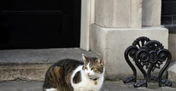 Английский юмор от английских же СМИ: «Кот премьер-министра Ларри – настоящий победитель всеобщих выборов»