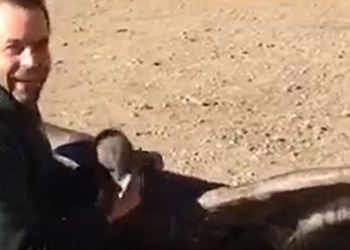 «Я обниму тебя расправленным крылом»: необычная дружба человека и гигантского кондора