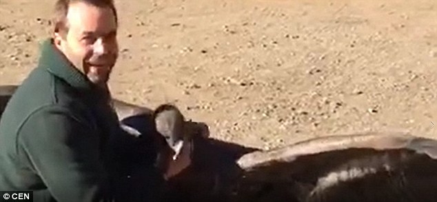 «Я обниму тебя расправленным крылом»: необычная дружба человека и гигантского кондора