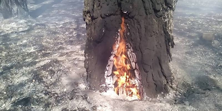 Под Николаевом за прошедшие сутки дважды тушили горящий Матвеевский лес