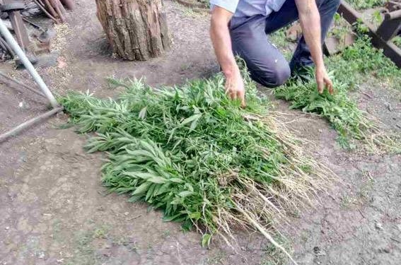 На Николаевщине выявили почти 400 кустов конопли – хозяин огорода говорит, что боролся с запрещенным растением, но оно все равно выросло