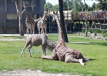 Маленький, агрессивный и с рогами: в Роттердамском зоопарке антилопа куду не давала жизни жирафу