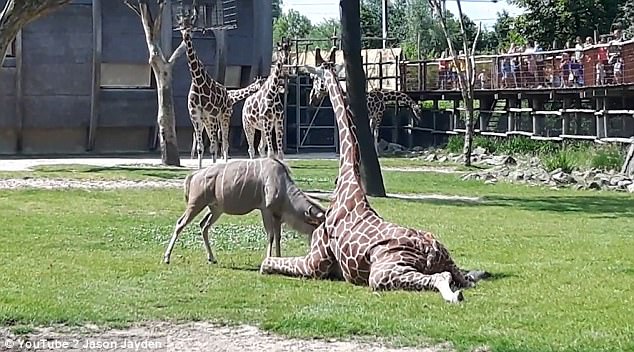 Маленький, агрессивный и с рогами: в Роттердамском зоопарке антилопа куду не давала жизни жирафу 1