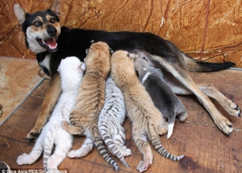 Чужих детей не бывает: в Китае собака «усыновила» четырех тигрят редких разновидностей