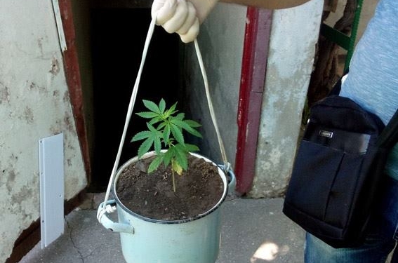 В палисаднике и даже в кастрюльках: в Николаеве мужчина тщательно ухаживал за коноплей