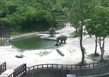 «Нельзя ходить вокруг бассейна и научиться плавать». Но взрослые слоны так не думали и бросились на помощь слоненку