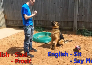 «Моя твоя не понимает»: в Англии для пса ищут хозяев, которые говорят по-польски