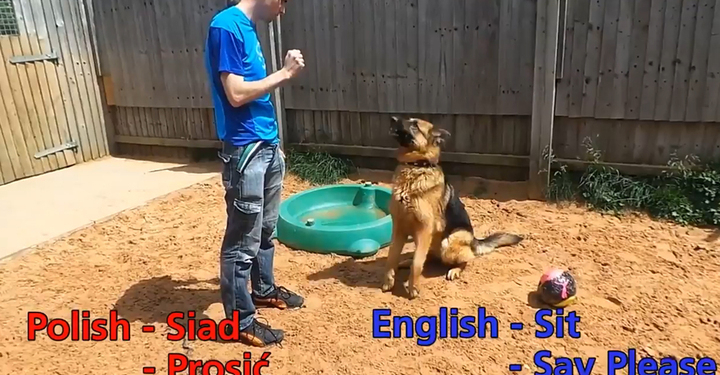 «Моя твоя не понимает»: в Англии для пса ищут хозяев, которые говорят по-польски