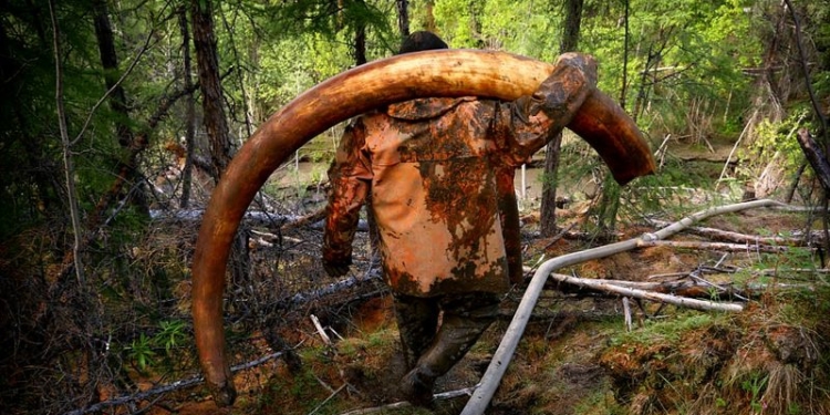 Как в России работают «черные добытчики» бивней мамонта – иностранный журналист увидел это и показал