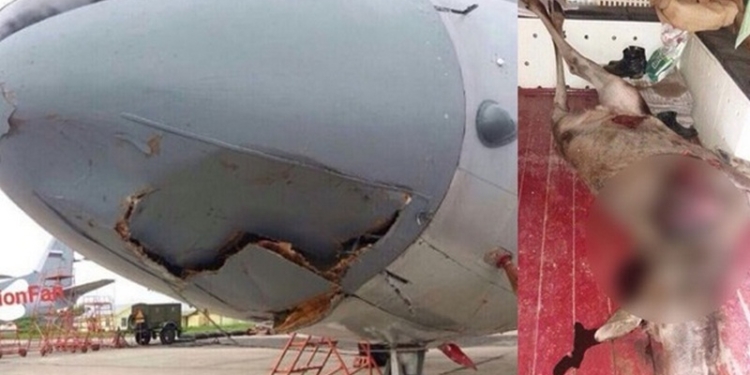 Встреча лося и российского военного самолета оказалась смертельной для животного. Но и самолет получил повреждения