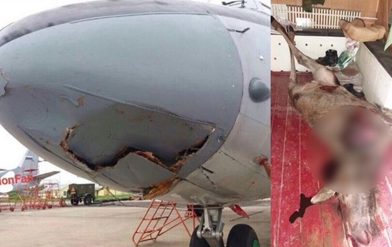 Встреча лося и российского военного самолета оказалась смертельной для животного. Но и самолет получил повреждения 1