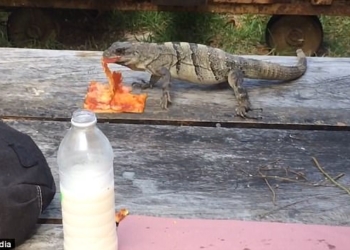 «Голодающие Карибского побережья»: игуана украла у туриста пиццу пепперони