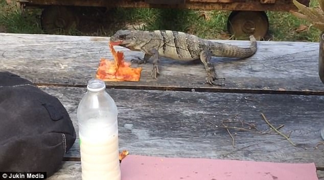 «Голодающие Карибского побережья»: игуана украла у туриста пиццу пепперони