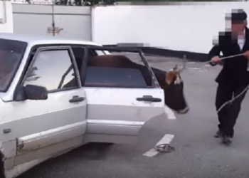 В России воры пытались вывезти украденную корову в салоне «Лады»