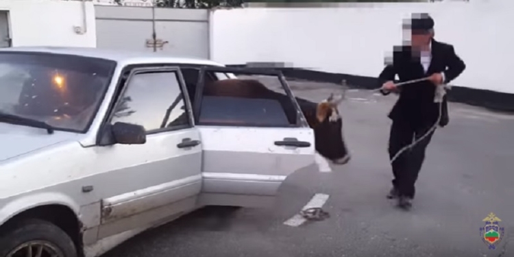 В России воры пытались вывезти украденную корову в салоне «Лады»