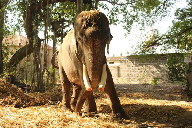 После 50 лет в цепях: зоозащитники положили конец десятилетиям страданий индийского слона в индуистском храме 1