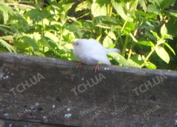 На Николаевщине нашли уникального воробья-альбиноса