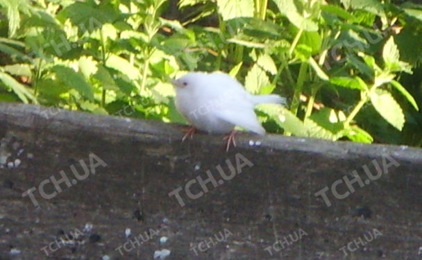 На Николаевщине нашли уникального воробья-альбиноса