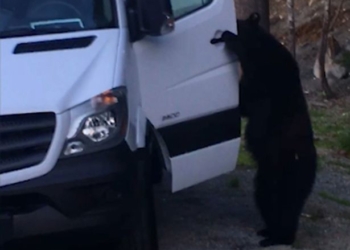 Звери как люди в полном смысле этих слов: канадский механик снял, как медведь пробирается в кабину микроавтобуса в поисках съестного