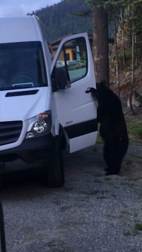 Звери как люди в полном смысле этих слов: канадский механик снял, как медведь пробирается в кабину микроавтобуса в поисках съестного 1
