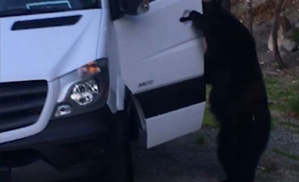 Звери как люди в полном смысле этих слов: канадский механик снял, как медведь пробирается в кабину микроавтобуса в поисках съестного