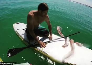 Серфингист задумал спасти раненого кальмара – тот решил плыть на его доске