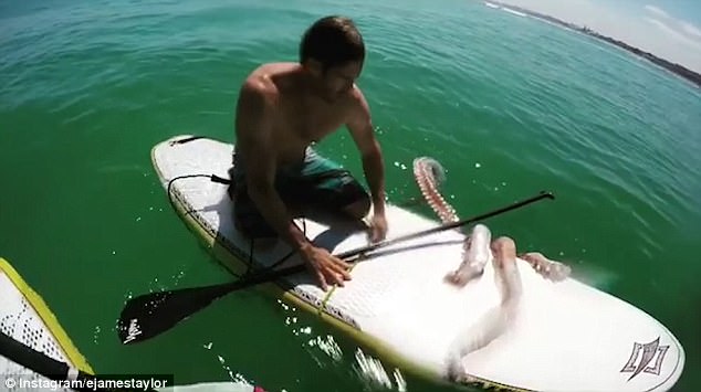 Серфингист задумал спасти раненого кальмара – тот решил плыть на его доске 1