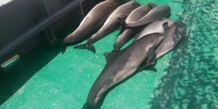 Одесские пограничники выудили 2 км браконьерских сетей в Дунайском биосферном заповеднике – в них погибли 7 дельфинов-азовок