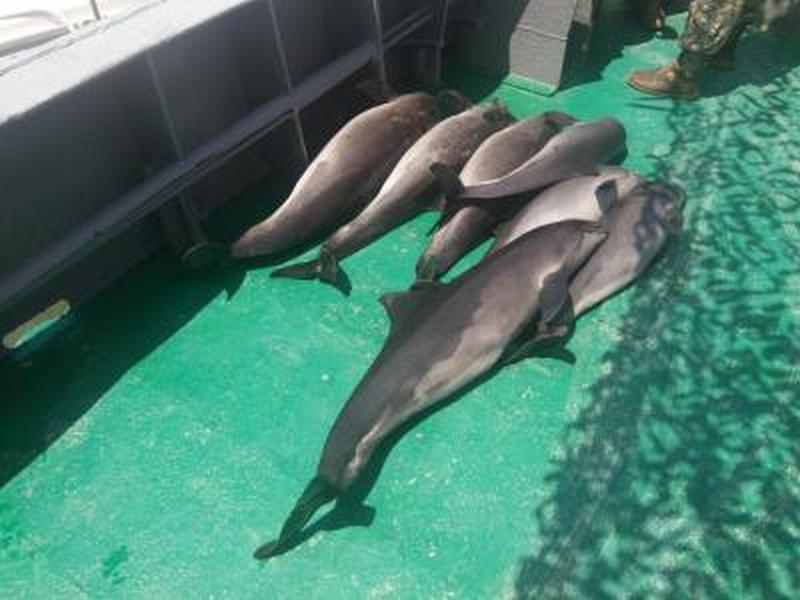 Одесские пограничники выудили 2 км браконьерских сетей в Дунайском биосферном заповеднике - в них погибли 7 дельфинов-азовок 1