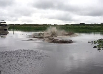 Мужчина во Флориде снял впечатляющее видео на реке – теперь ему грозит 60 дней тюрьмы