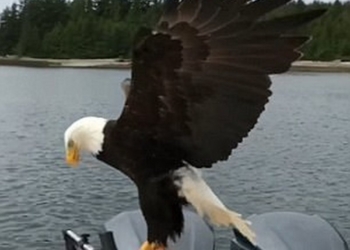 Диета у него такая – рыбная: точным броском белоголовый орлан украл кусок лосося с рыболовной лодки