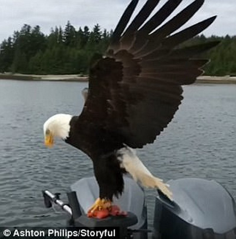 Диета у него такая – рыбная: точным броском белоголовый орлан украл кусок лосося с рыболовной лодки 1