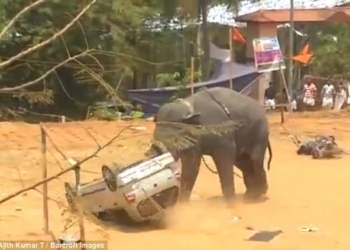 Разгневанный слон – зрелище страшное: в Индии элефант переворачивал машины и мотоциклы