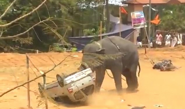 Разгневанный слон – зрелище страшное: в Индии элефант переворачивал машины и мотоциклы