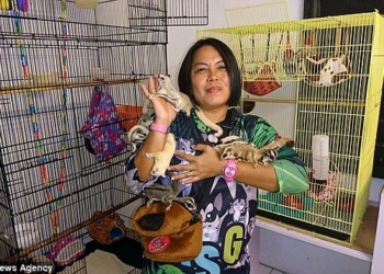 На то они и летяги: женщине из Малайзии удается дрессировать сахарных летающих поссумов