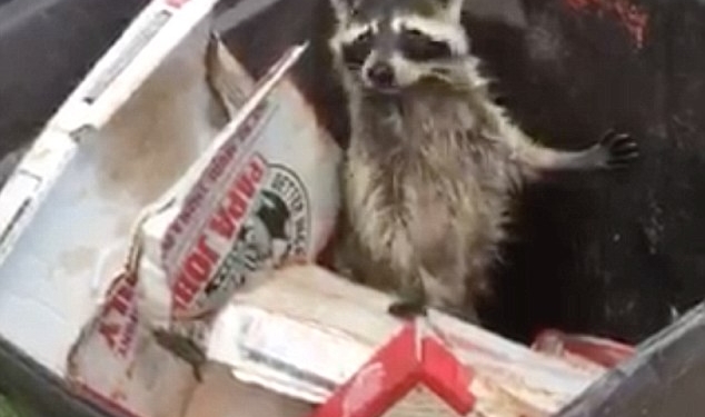 Когда ты не в очень хорошей форме: енот, объевшийся пиццы, не смог грациозно перепрыгнуть из одного мусорного контейнера в другой