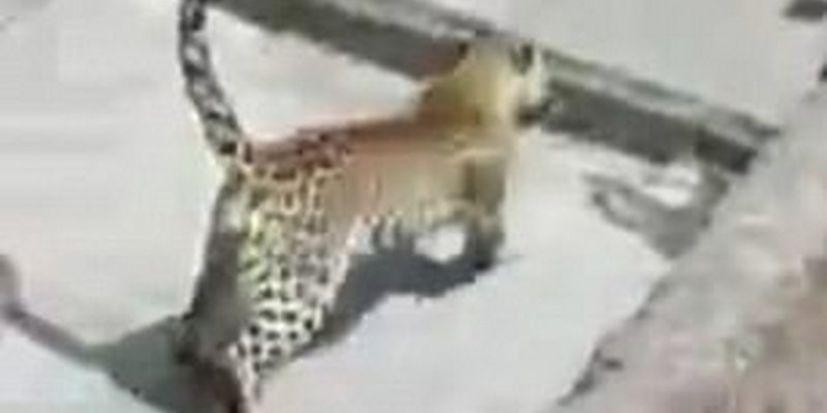 Голодный дикий леопард 5 часов держал в ужасе город в Индии, ранив 6 человек