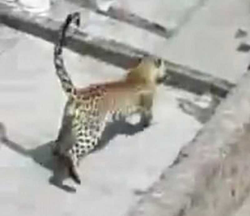 Голодный дикий леопард 5 часов держал в ужасе город в Индии, ранив 6 человек 1