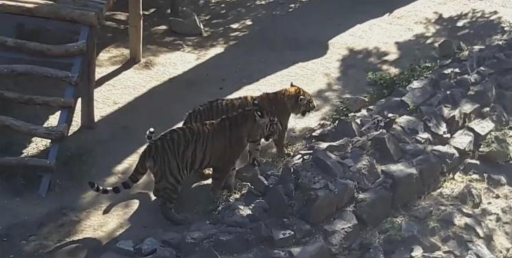 В Николаевском зоопарке подросли Пенелопины дети