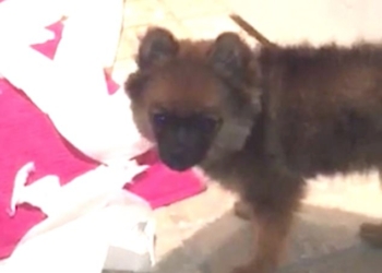 Думаете завести собаку? Посмотрите, какие сюрпризы может преподнести вам щенок