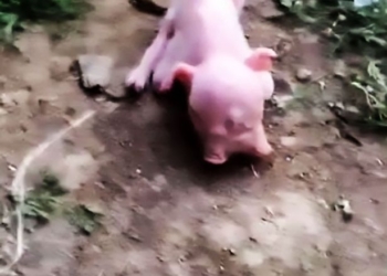 Китайский фермер решил вырастить двуглавого поросенка как домашнее животное