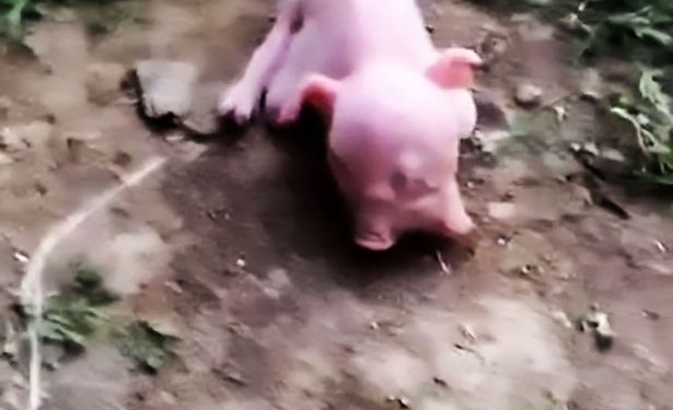 Китайский фермер решил вырастить двуглавого поросенка как домашнее животное