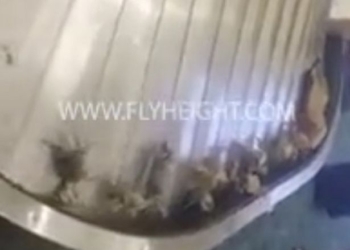 Это не то, что вы планируете увидеть, когда забираете свой багаж в аэропорту, – конвейер оккупировали крабы!