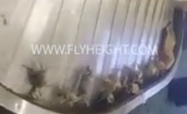 Это не то, что вы планируете увидеть, когда забираете свой багаж в аэропорту, – конвейер оккупировали крабы!