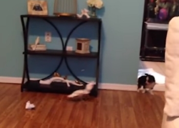 Попробуй догони! Как какаду со щенком в кошки-мышки играл