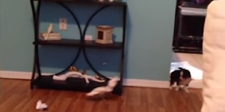 Попробуй догони! Как какаду со щенком в кошки-мышки играл