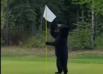 В США медведь прерывал игру в гольф и украл съестное у гольфистов