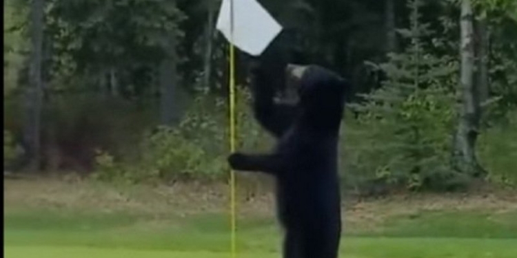 В США медведь прерывал игру в гольф и украл съестное у гольфистов