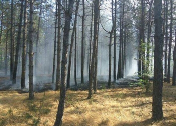 В Вознесенском районе загорелся лес!